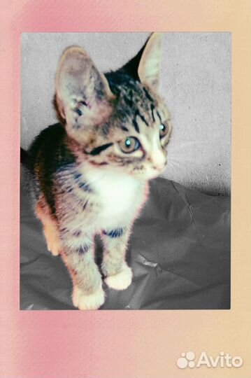 Котенок в дар