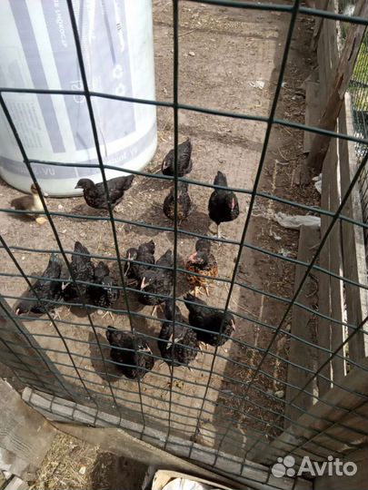 Петух Кучинский юбилейный