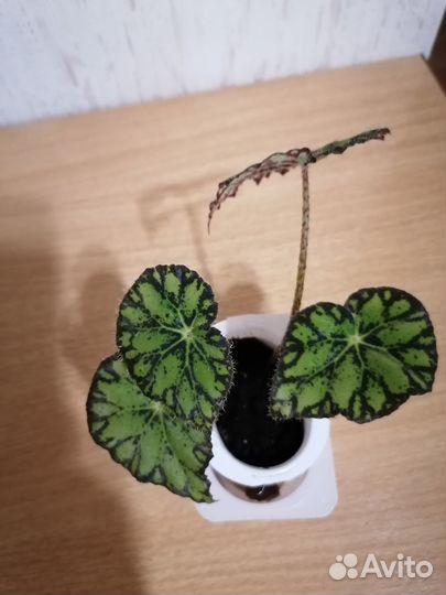 Орхидаструм,Бегония тигровая,Фиста