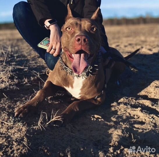 Питбуль вязка