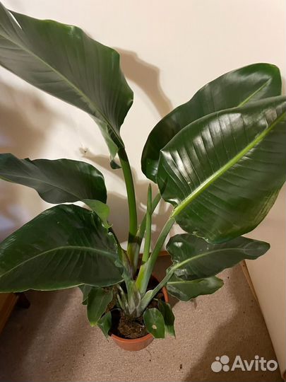 Стрелиция альба D-24/H-115 2 ствола