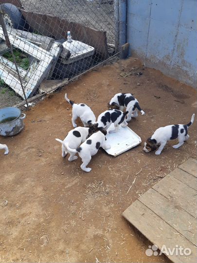 Щенки рпг 1 месяц