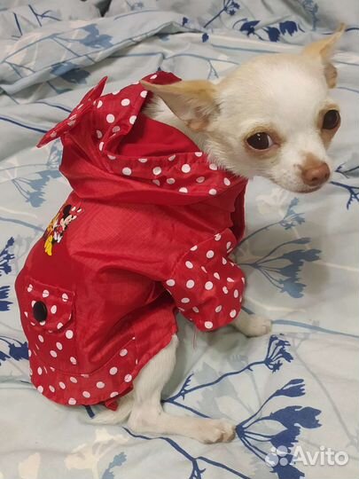 Дождевик XS куртка на щенка собаку чихуахуа йорка