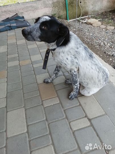 Дворняга девочка