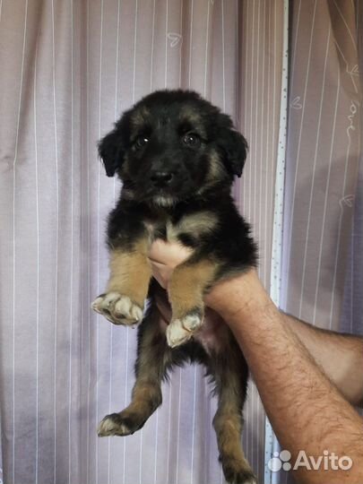 Овчарка, щенок