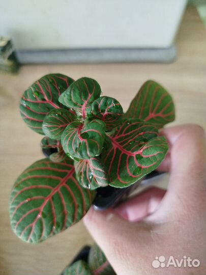 Фиттония Скелетон