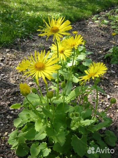 Цветущие многолетники для клумбы