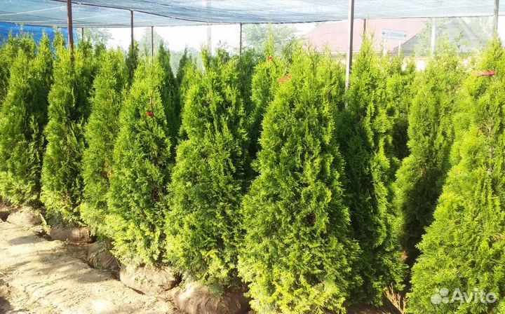 Туя западная Смарагд