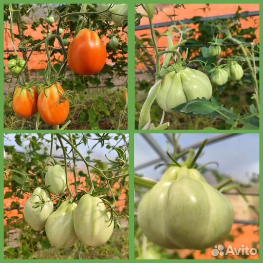Семена коллекционных томатов