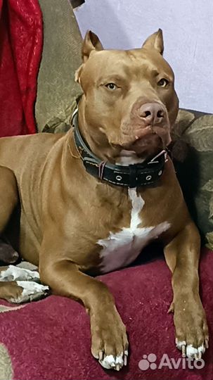 Американский питбуль