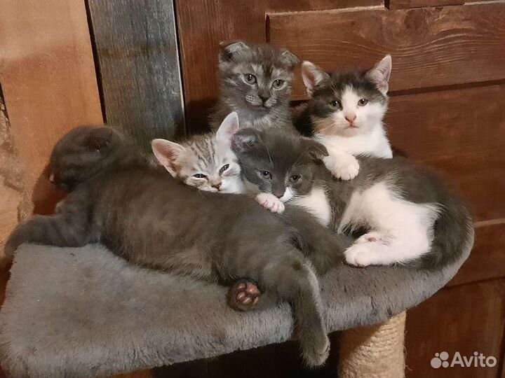 Вислоухие котята