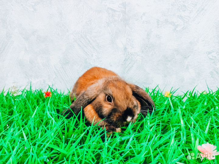 Карликовый кролик - очень редкий