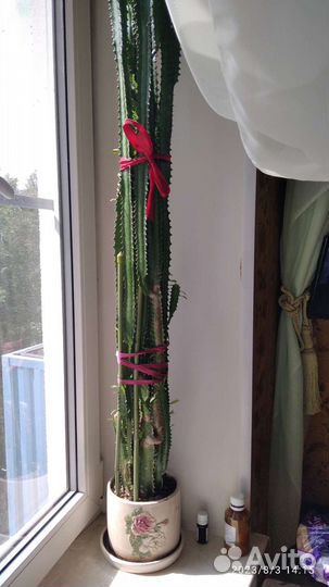 Цветок Молочай