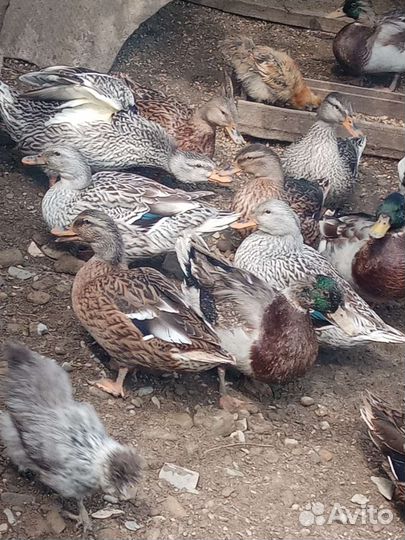 Утки кряквы