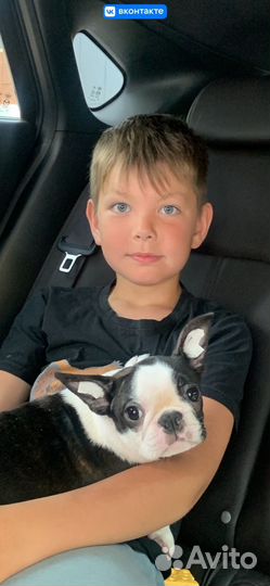 Бостон терьер