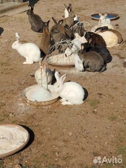 Колифорнийские кролики