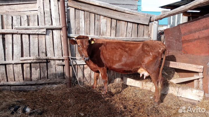 Корова с теленком