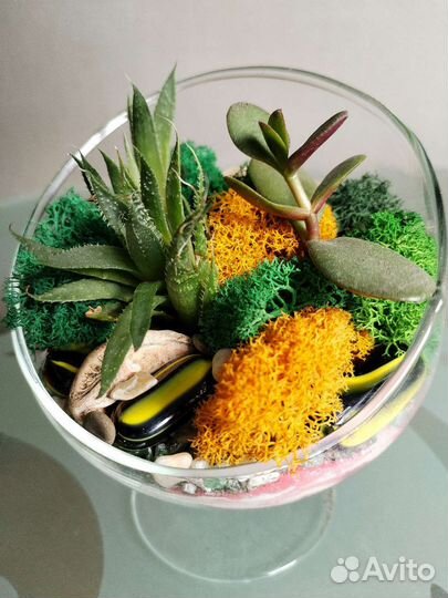 Суккуленты - Флорариум - мох Ягель