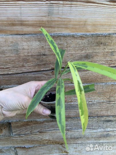 Фикусы разные