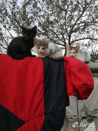Кошки в добрые руки бесплатно
