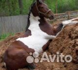 Чернозем, навоз, перегной, глина, грунт,супесь