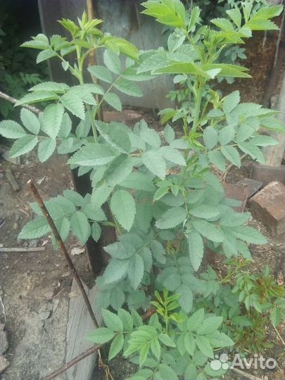 Кусты садового шиповника,дальневосточный