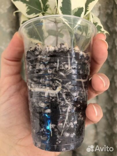 Фикус бенджамина