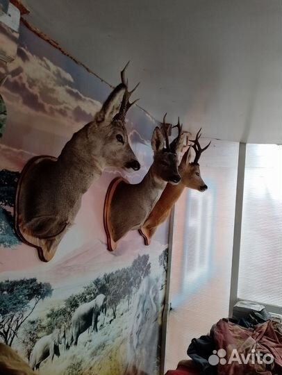 Чучело голова касули