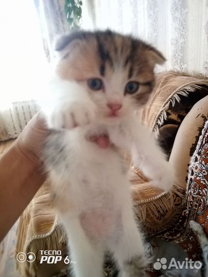 Котята и кошка