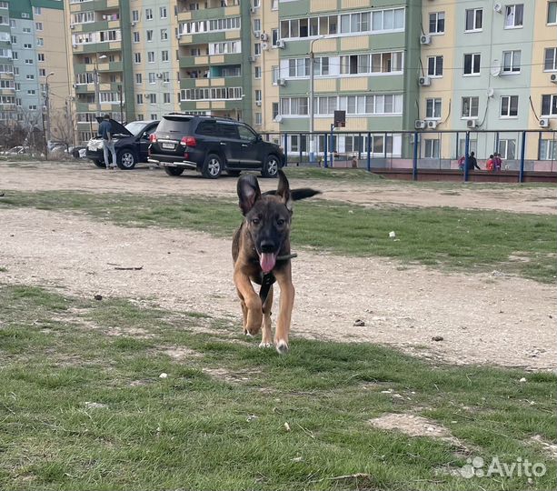 Щенок в добрые руки бесплатно
