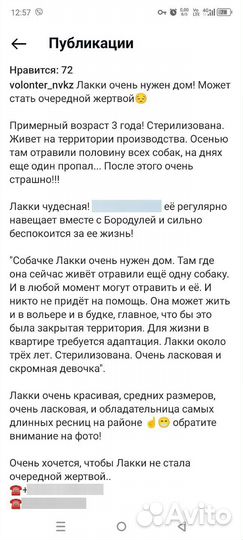 Собака-девочка в добрые руки