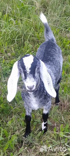 Козочка Нубо- Камори - Бетал. Молоко