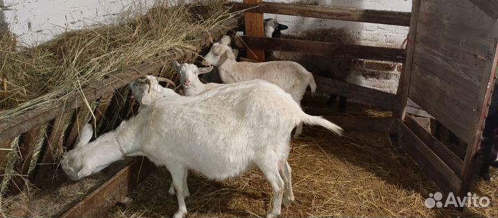 Баран и козы