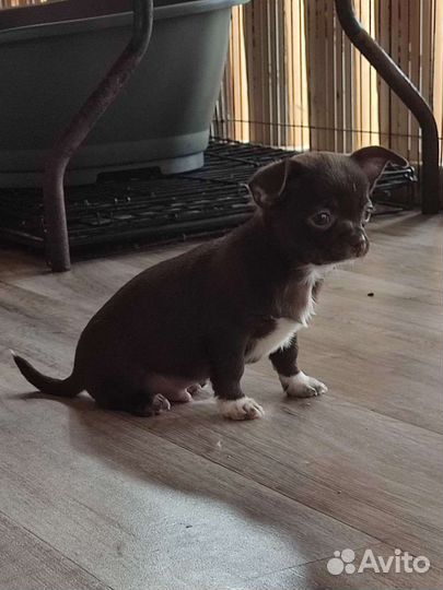 Щенки чихуахуа