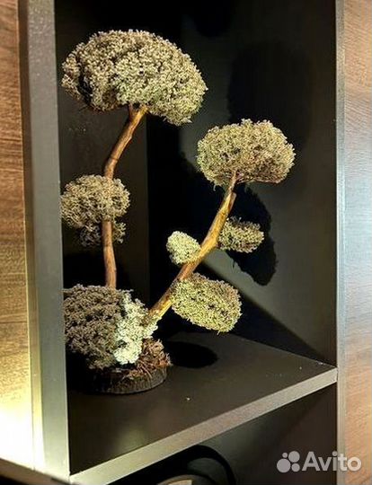 Дерево Цетарария