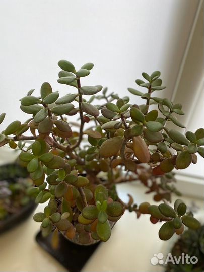 Комнатные цветы