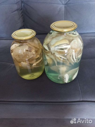 Гриб Весёлка