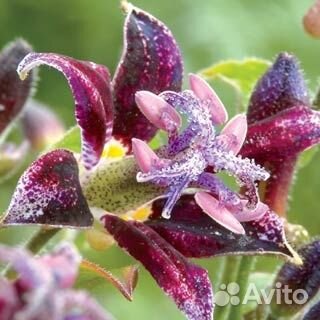 Садовые орхидеи-трициртисы