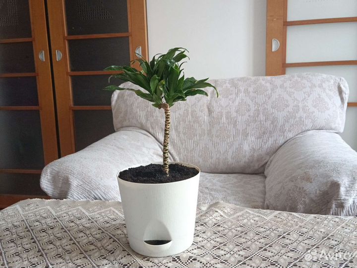 Драцены разных видов