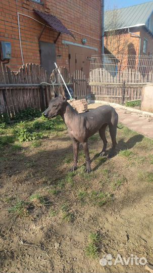 Ксолоитцкуинтли