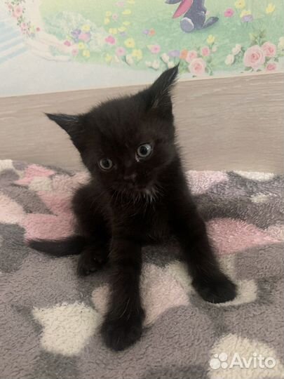 Котята от кошки мышеловки