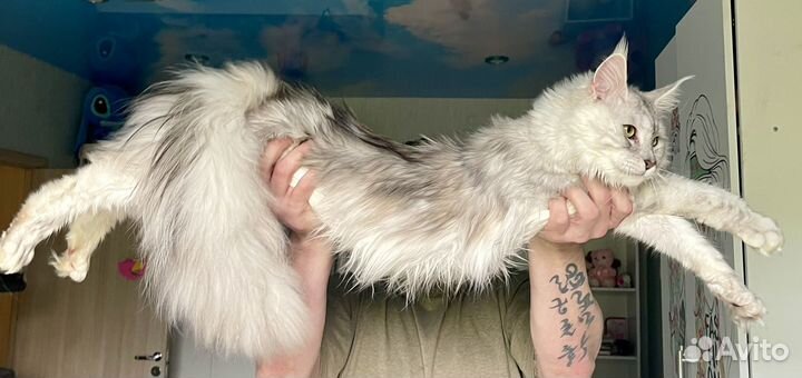 Котята мейн-кун серебро