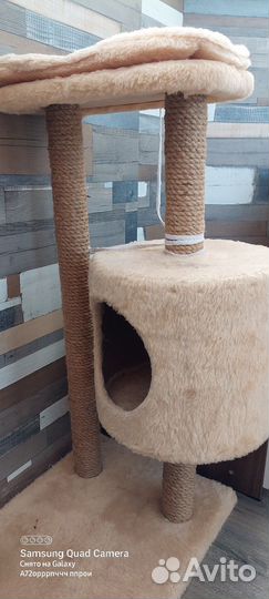 Кошка возраст полгода