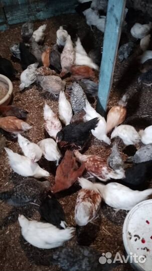 Цыплята от домашних кур