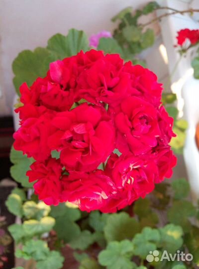 Пеларгонии