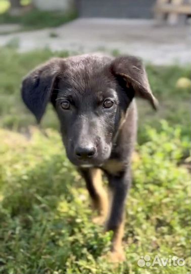 Щенок в добрые руки