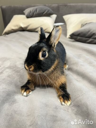 Карликовый кролик (Огневка) с клеткой