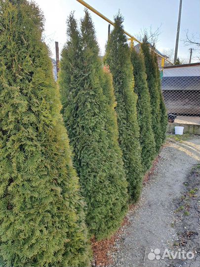 Туя Смарагд