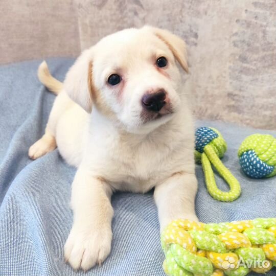 Щенок девочка. Блу 1,5 м