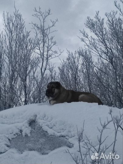 Кавказская овчарка в добрые руки